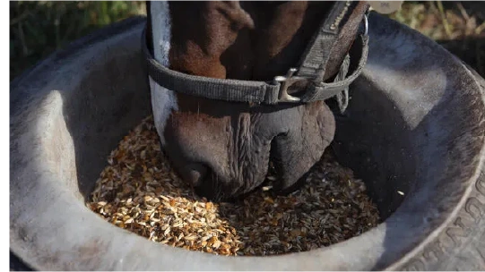 Nutrición para caballos