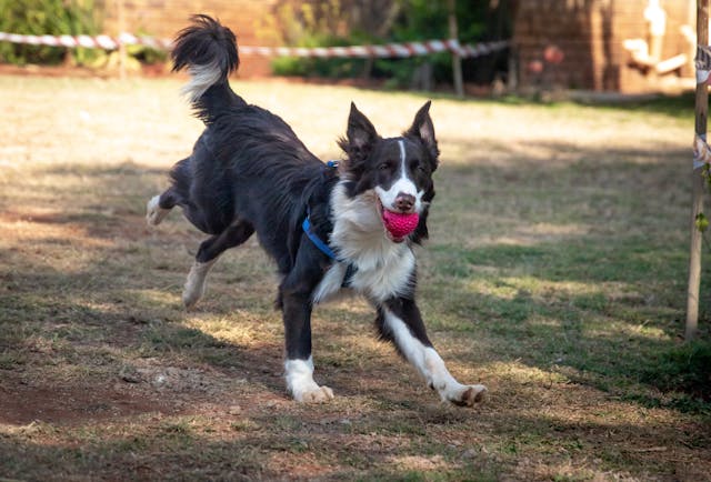 Rutinas de Ejercicio para Mantener a tu Perro Activo y Feliz