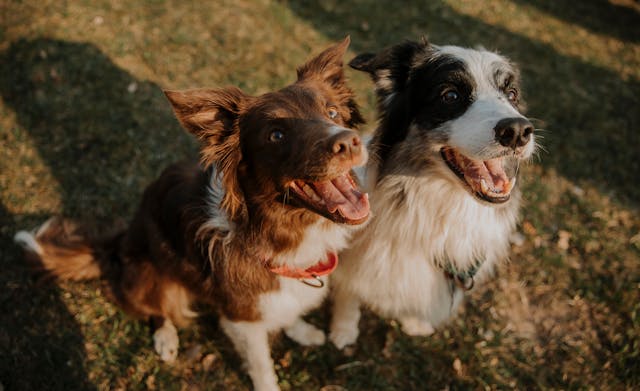 fotografia-de-perros