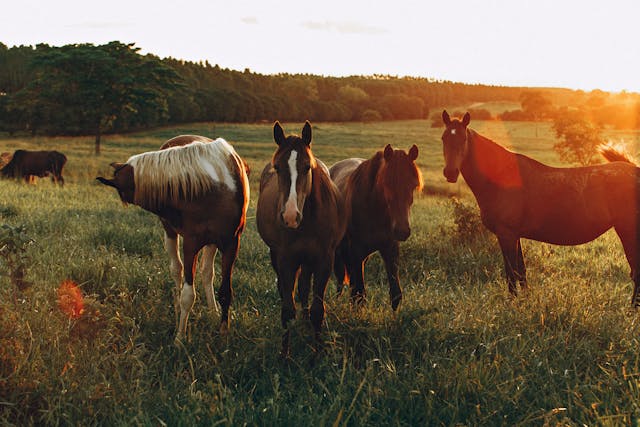 nutricion equina