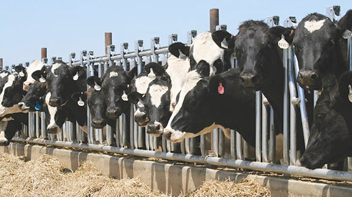 Protocolos en la Granja lechera para calidad de la carne